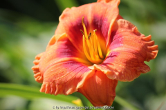 Hemerocallis 'Samba do Brasil'