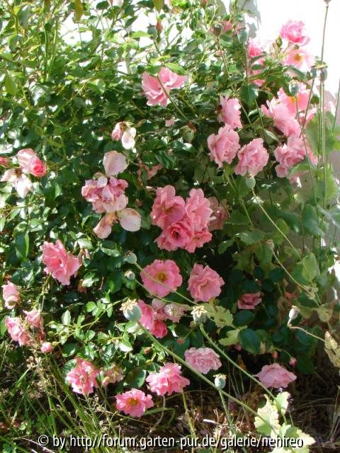 Unbekannte Rosa Trieb