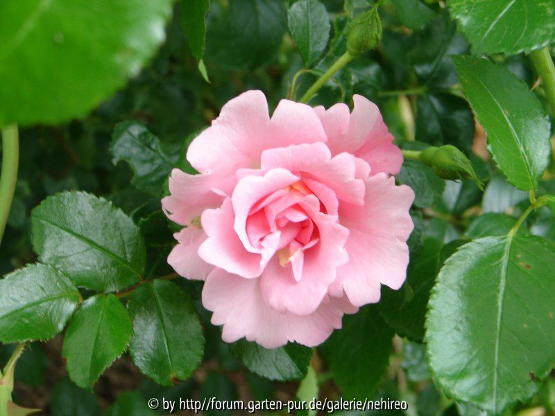 Unbekannte Rosa Einzelblüte