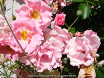 Unbekannte Rosa Blüten