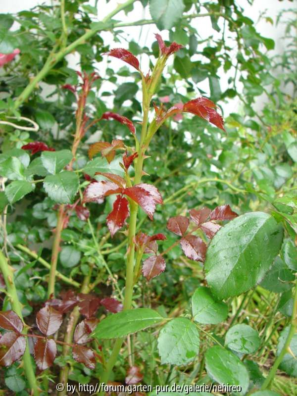 Unbekannte Rosa Austrieb