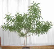 Thevetia peruviana - Tropischer Oleander