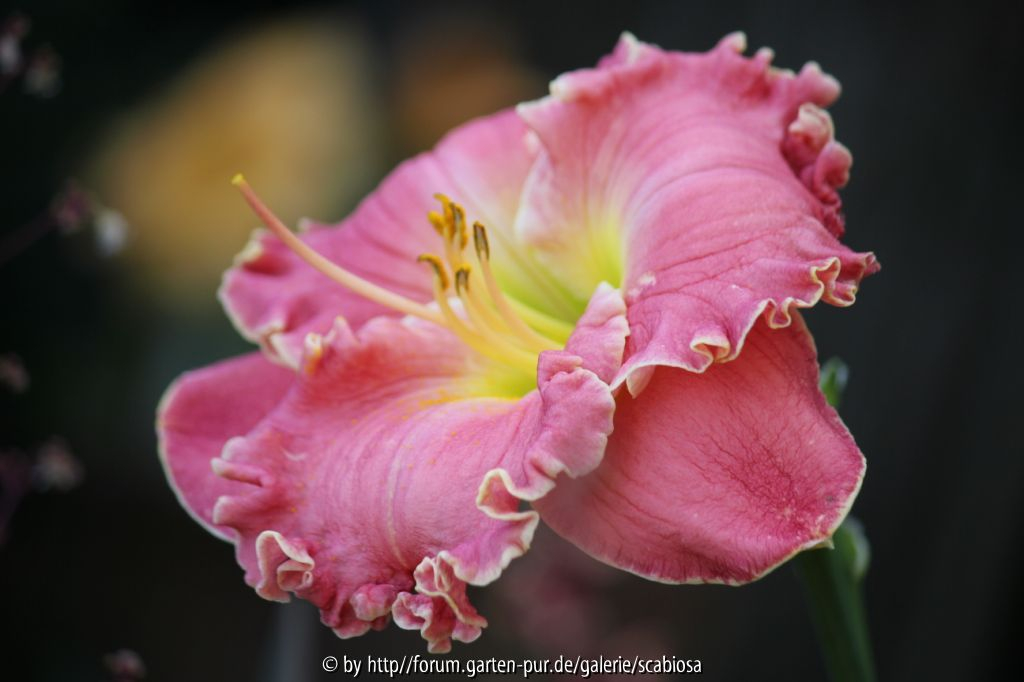 Hemerocallis Fehllieferung 2012