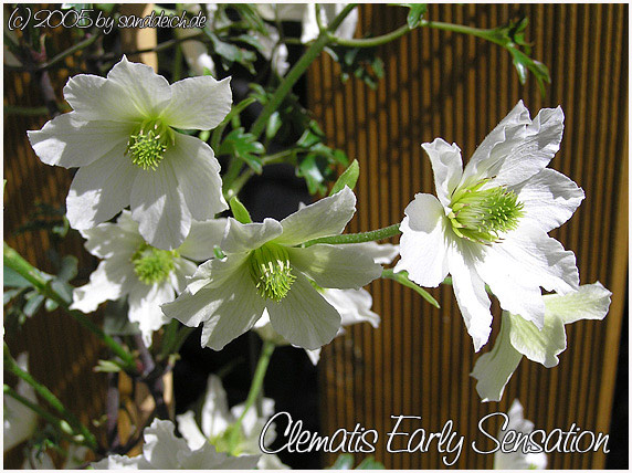 Clematis 
