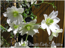 Clematis "Early Sensation"