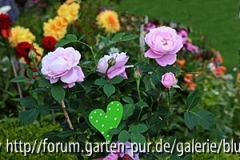 neue Rose