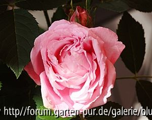 voll erblüht, rosa mit roten Sprenkeln
