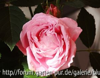 voll erblüht, rosa mit roten Sprenkeln