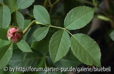 zugehöriges Laub