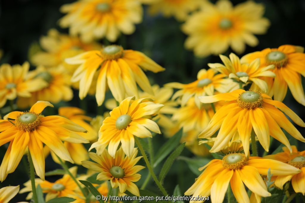 Rudbeckia hirta