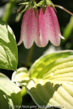 Campanula takesimana