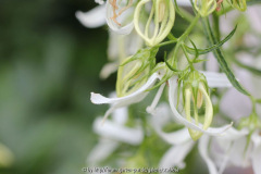 Campanula Octopus weiß?