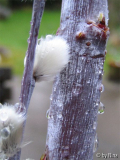 01 Salix acutifolia 'Blue Streak'