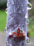 02 Salix acutifolia 'Blue Streak'