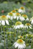 Echinacea 'Milchshake' ??