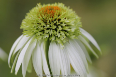 Echinacea 'Milchshake' ??, Einzelblüte