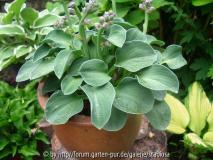 Hosta 'Blue Mouse Ears', getopft