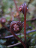 31.3. 06 Adiantum venustum