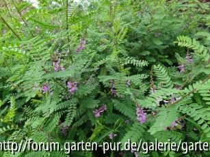 Indigofera heterantha 08/2012