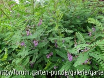 Indigofera heterantha 08/2012