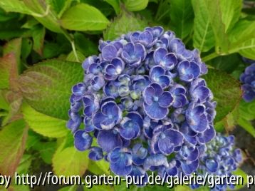 Hydrangea macrophylla Hopcorn