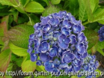 Hydrangea macrophylla Hopcorn
