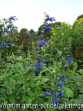Salvia guaranitica Blue Enigma 08/2012