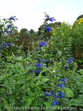 Salvia guaranitica Blue Enigma 2 08/2012