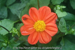 Dahlienblüte 5.8.12
