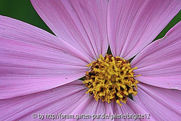 Cosmea Blüte 5.8.12