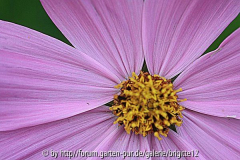 Cosmea Blüte 5.8.12