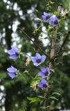 Codonopsis grey-wilsonii