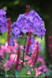 Phlox 'Blue Paradise'