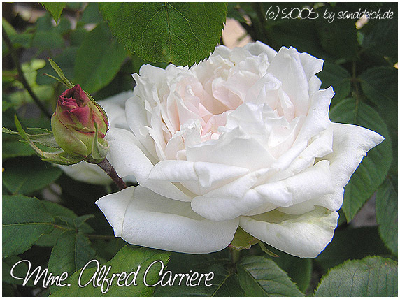 Madame Alfred Carriere