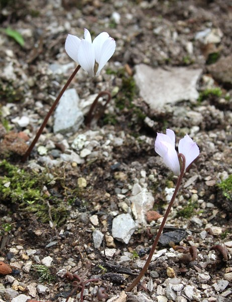 Cyclamen intaminatum