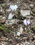 Cyclamen intaminatum