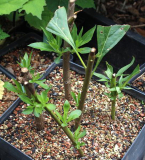 Chitalpa