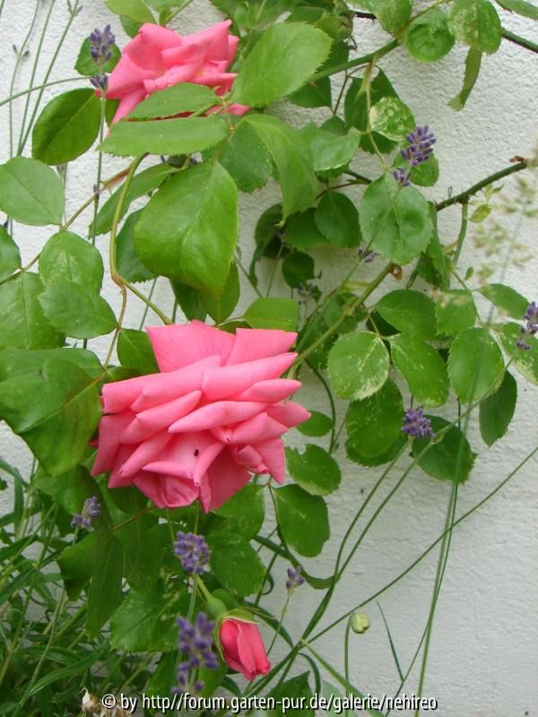 unbekannte Rose nickende Blüten