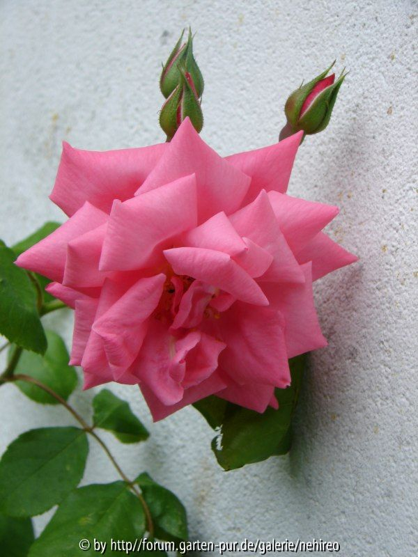 unbekannte Rose Einzelblüte