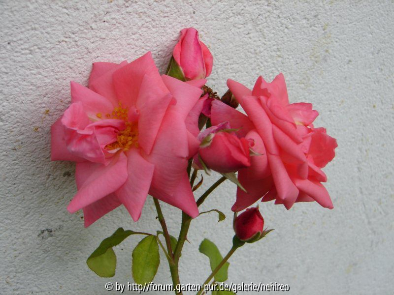 unbekannte Rose kleinere Blüten