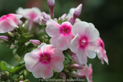 Phlox pan.'Kirmesländler'