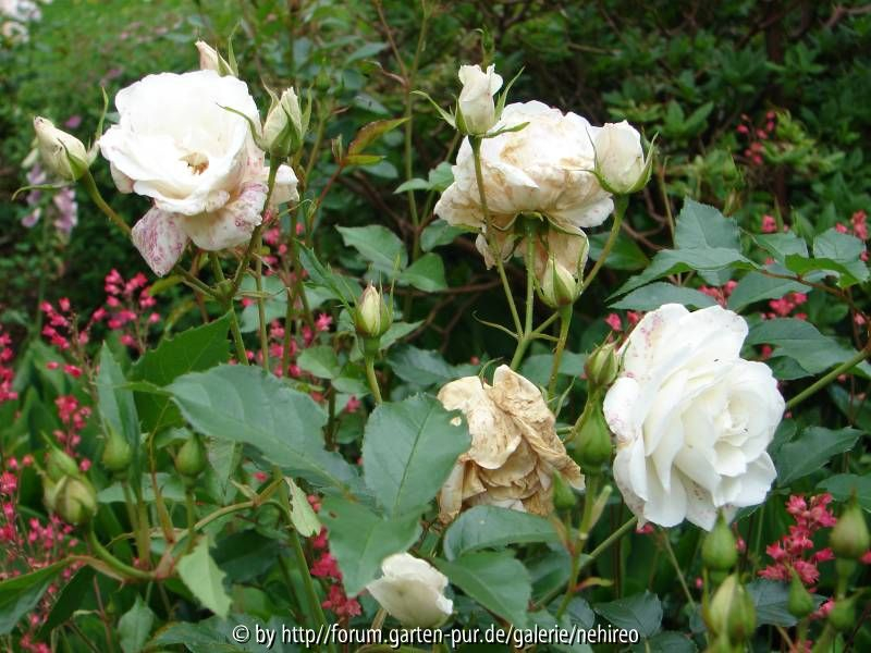 Princess of Wales Regenbild
