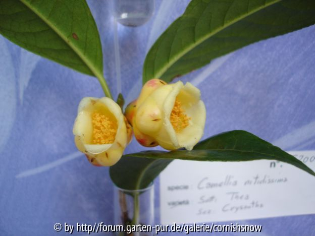 Locarno Kamelienausstellung 2005 - Camellia nitidissima