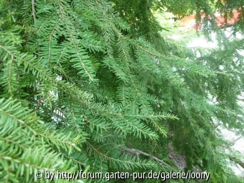 Nadelbaum2