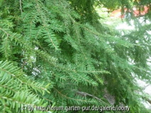 Nadelbaum2