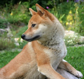 Shiba Inu