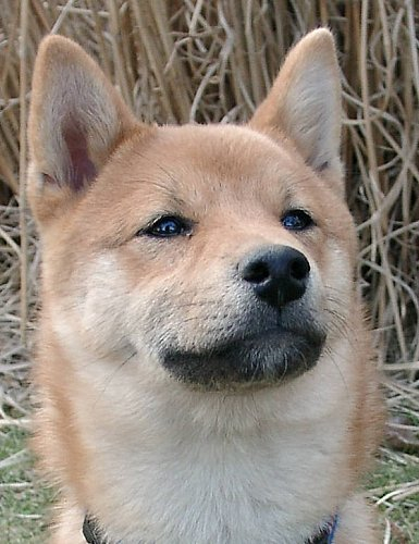 Shiba Inu