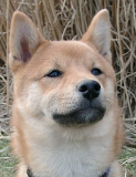 Shiba Inu