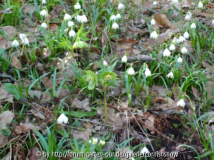 Helleborus virides - 01