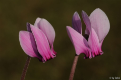 Cyclamen graecum 20120812.jpg